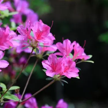 Forlæng rododendronbedets blomstringstider med azalea 